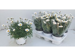 Argyranthemum K14, bílá