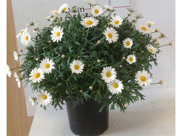 Obrázek produktu Argyranthemum frutescens K18, bílá