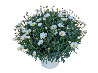 Argyranthemum frutescens bílé K18