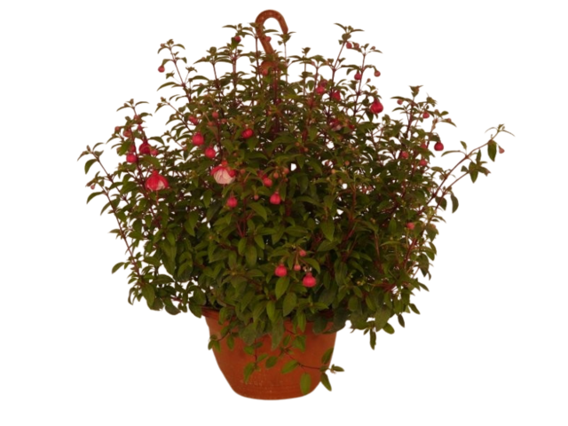 Obrázek produktu Fuchsia K25, závěs