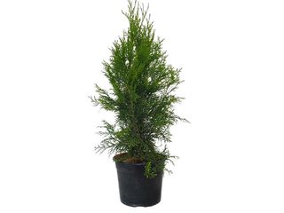 Thuja occidentalis K17