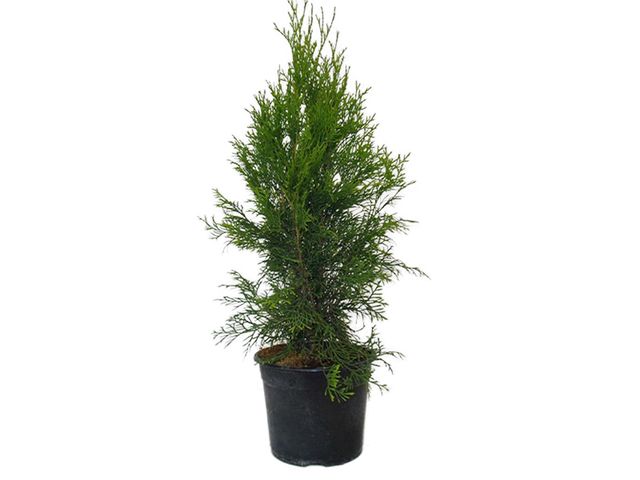 Obrázek produktu Thuja occidentalis K17