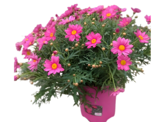 Argyranthemum frutescens mix barev K18