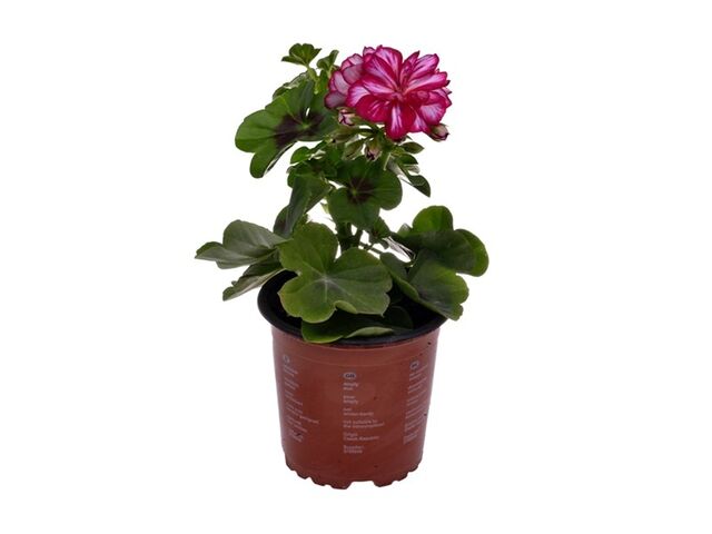 Obrázek produktu Pelargonium peltatum plnokvěté K11