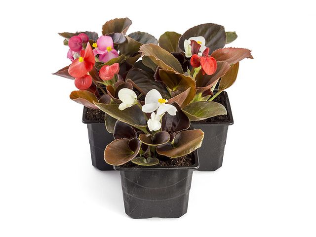 Obrázek produktu Begonia tuberhybrida K11