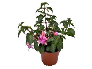 Fuchsia převislá K11