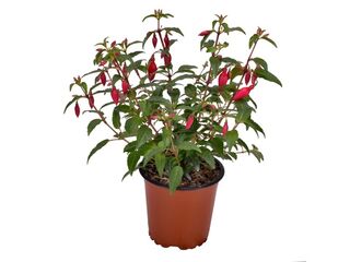 Fuchsia vzpřímená K11