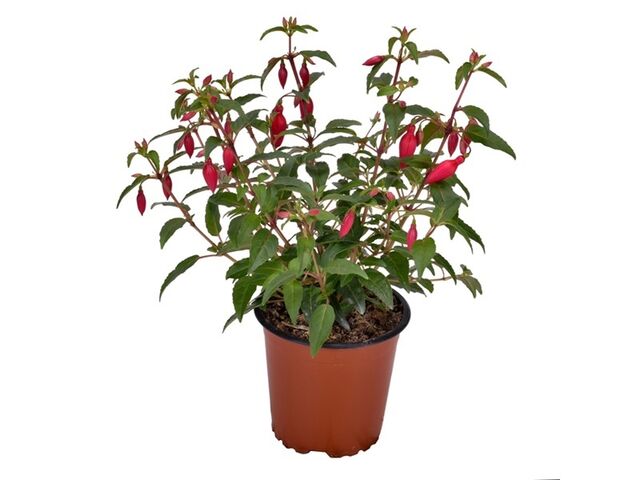 Obrázek produktu Fuchsia vzpřímená K11