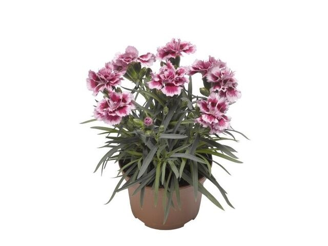 Obrázek produktu Dianthus sunflor K10, mrazuvzdorný