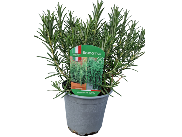 Obrázek produktu Rosmarinus officinalis K14 mix Pyramidalis + Prostratus