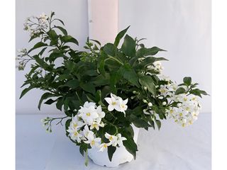 Solanum jasminoides K14