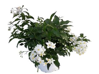 Solanum jasminoides K14