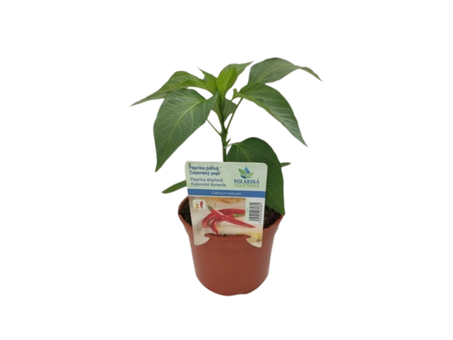 Obrázek produktu Paprika pálivá cayenský pepř na balkon K12