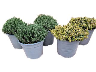 Thymus K14 mix