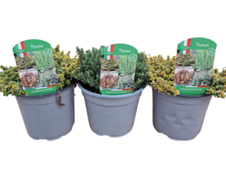 Thymus K14 mix