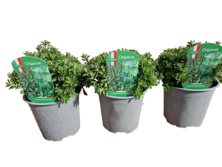 Origanum majorana K14