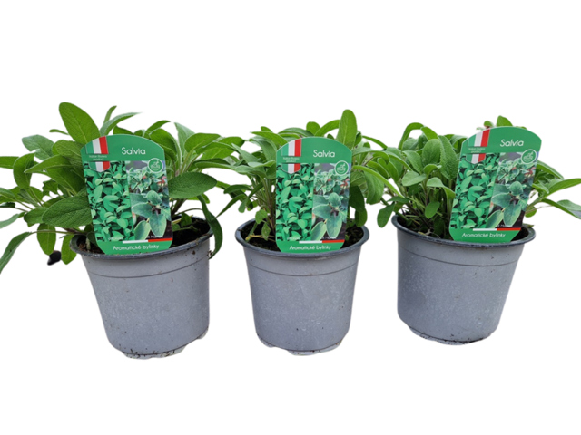 Obrázek produktu Salvia officinalis + maxima K14