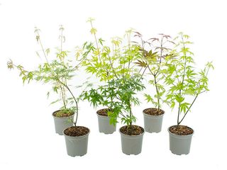 Acer mix K10,5