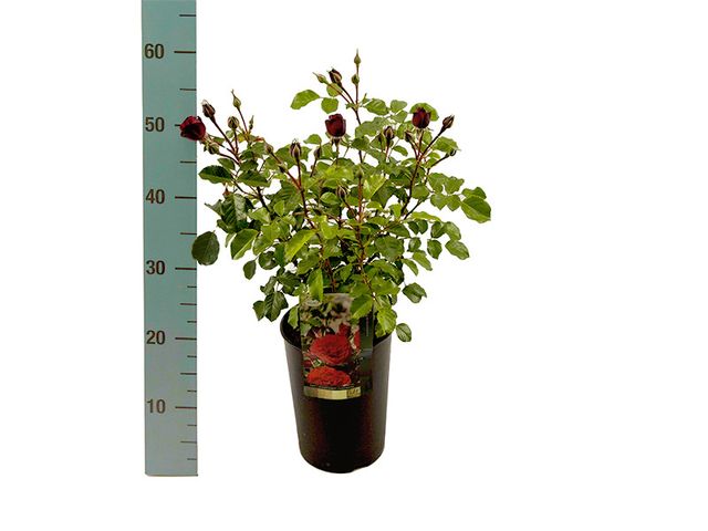 Obrázek produktu Růže keřové licencované v kontejneru K3l