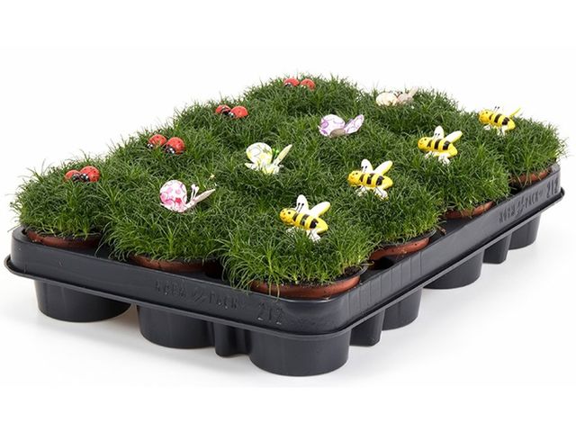Obrázek produktu Sagina procumbens K9