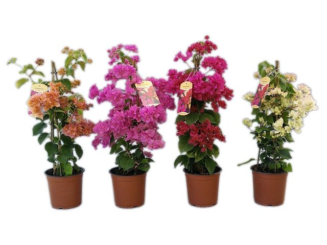 Obrázek produktu Bougainvillea ‘Double Flower’ K14