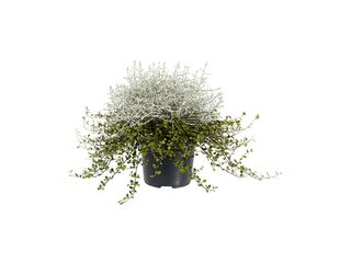 Calocephalus+Muenhlenbeckia K12