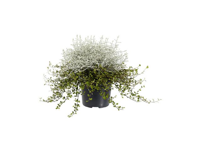 Obrázek produktu Calocephalus+Muenhlenbeckia K12
