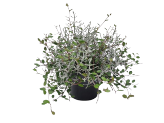 Calocephalus+Muenhlenbeckia K12