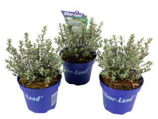 Hebe pimeleoides Glauca K12