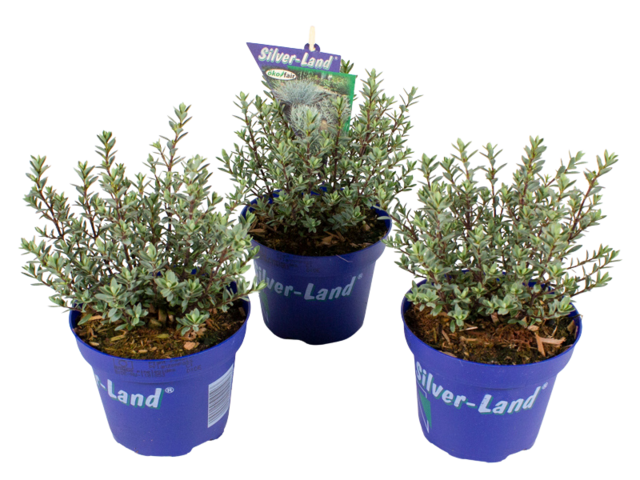Obrázek produktu Hebe pimeleoides Glauca K12