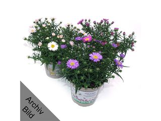 Aster K12