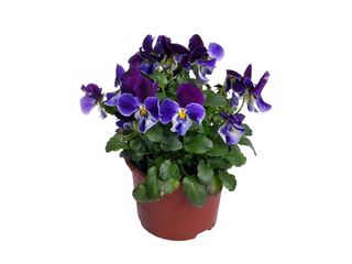 Viola cornuta K9