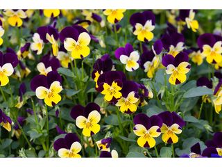 Viola cornuta K9