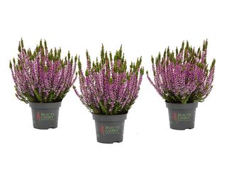 Calluna dvoubarevná K10,5