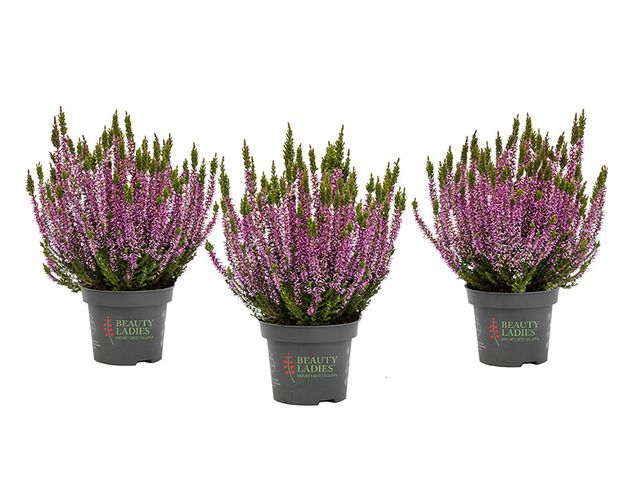 Obrázek produktu Calluna dvoubarevná K10,5