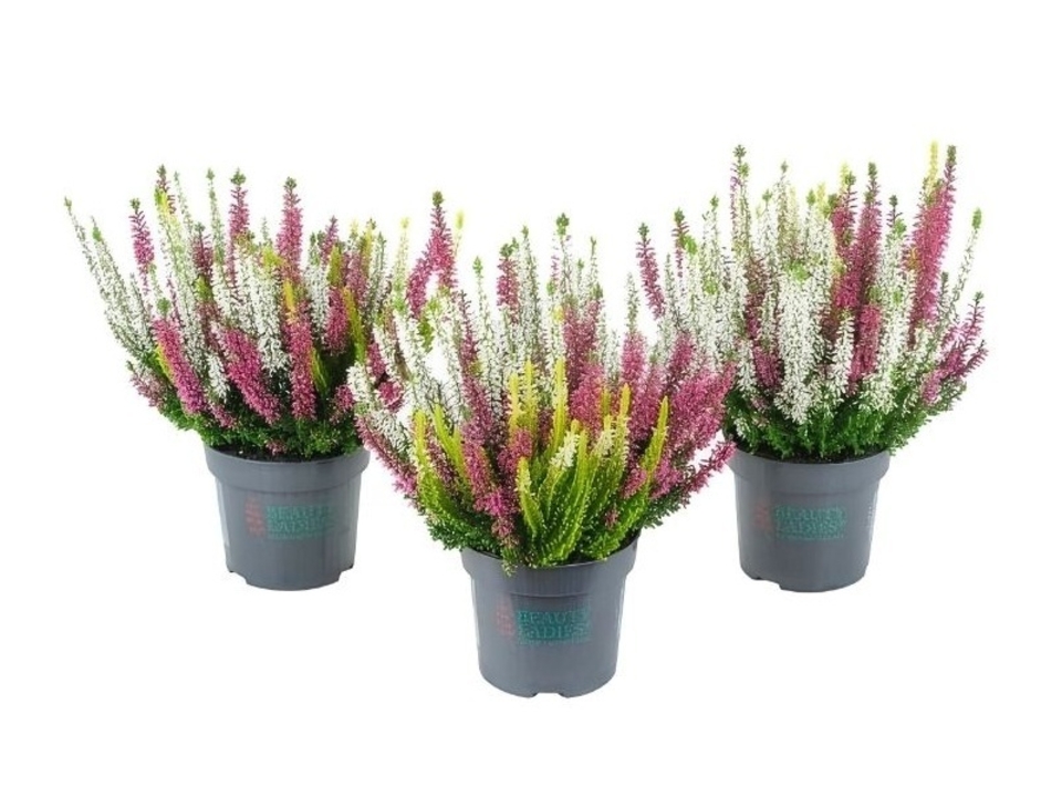 Calluna trio K10,5. EAN: 8595202055726