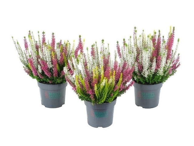 Obrázek produktu Calluna trio K10,5