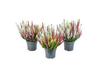 Calluna Sunset Trio K11