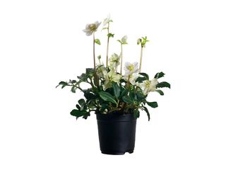 Helleborus K10,5