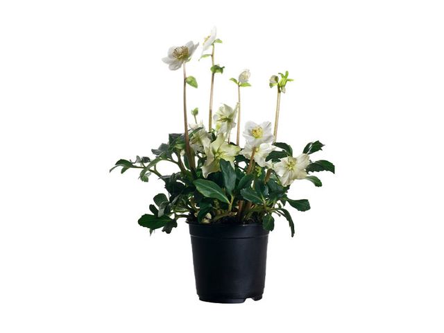 Obrázek produktu Helleborus K10,5