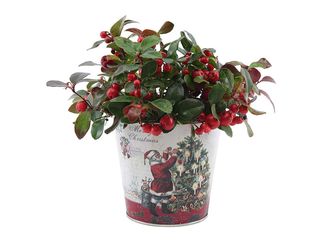 Gaultheria Big Berry K12, zinkový květináč se Santou