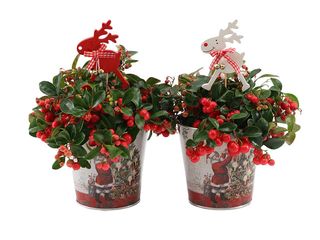 Gaultheria Big Berry K12 se sobem, zinkový květináč se Santou