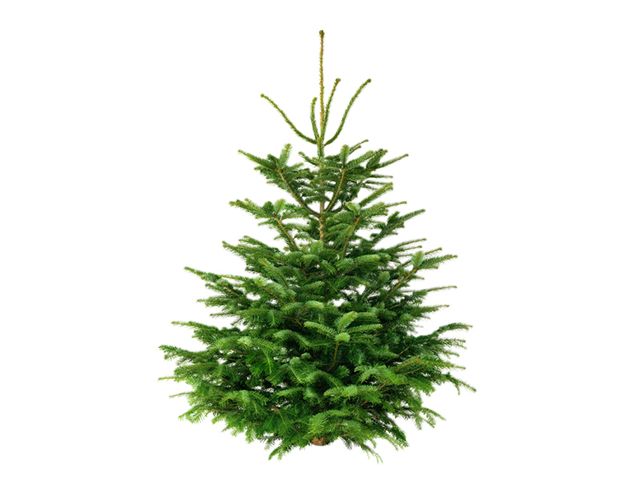 Obrázek produktu Smrk pichlavý Blue spruce, 150 - 200 cm, řezaný