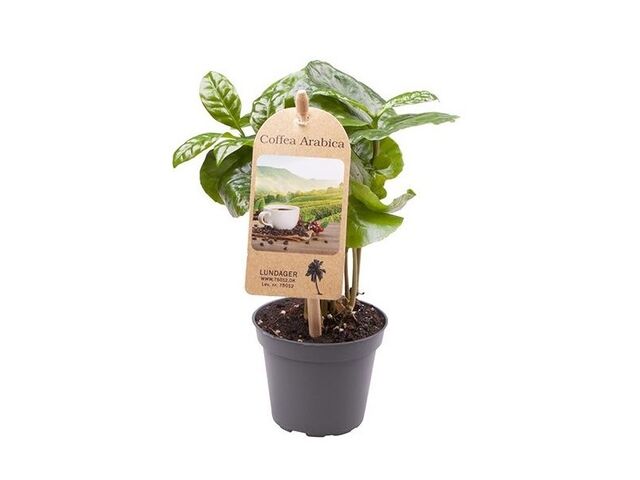 Obrázek produktu Coffea arabica K6