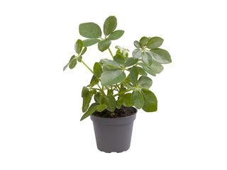 Schefflera arboricola K6