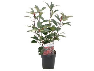 Photinia K17