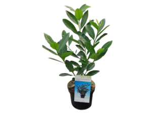 Prunus laur. 'Caucasica' K2,5l, 20-30cm