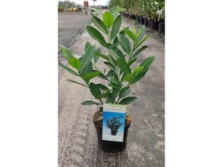 Prunus laur. 'Caucasica' K2,5l, 20-30cm