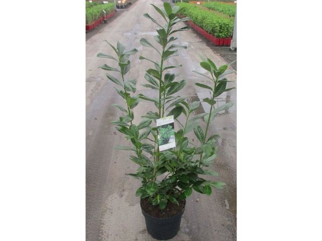 Obrázek produktu Prunus laur. 'Novita' K7,5l, 60-80cm