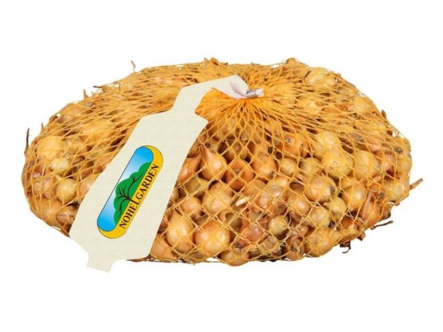 Obrázek produktu Cibule sazečka ŠTUTGART 500g/8-16mm/žlutá